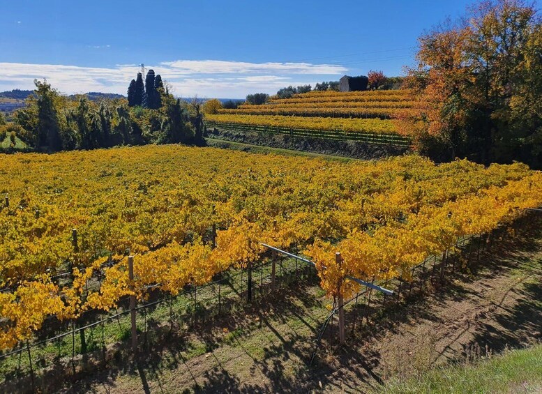 Picture 6 for Activity Valpolicella: Intimate Wine Tour at a Hidden Local Winery 2