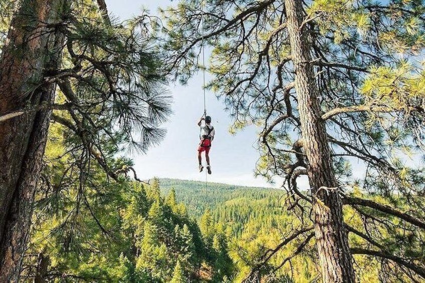 A person suspended by a rope between trees in a forest. 3