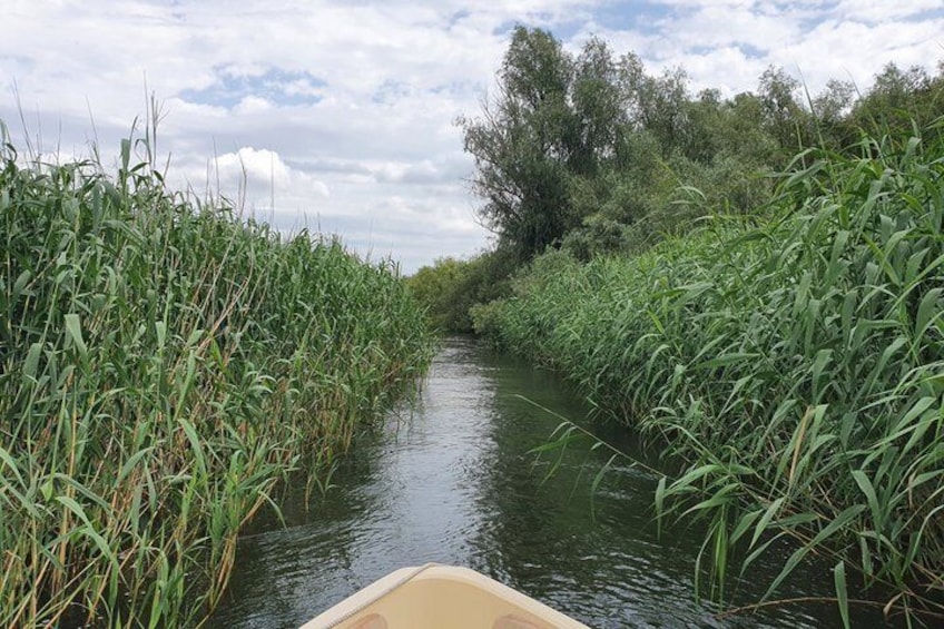 A narrow waterway flanked by tall grasses and trees under a cloudy sky. 2