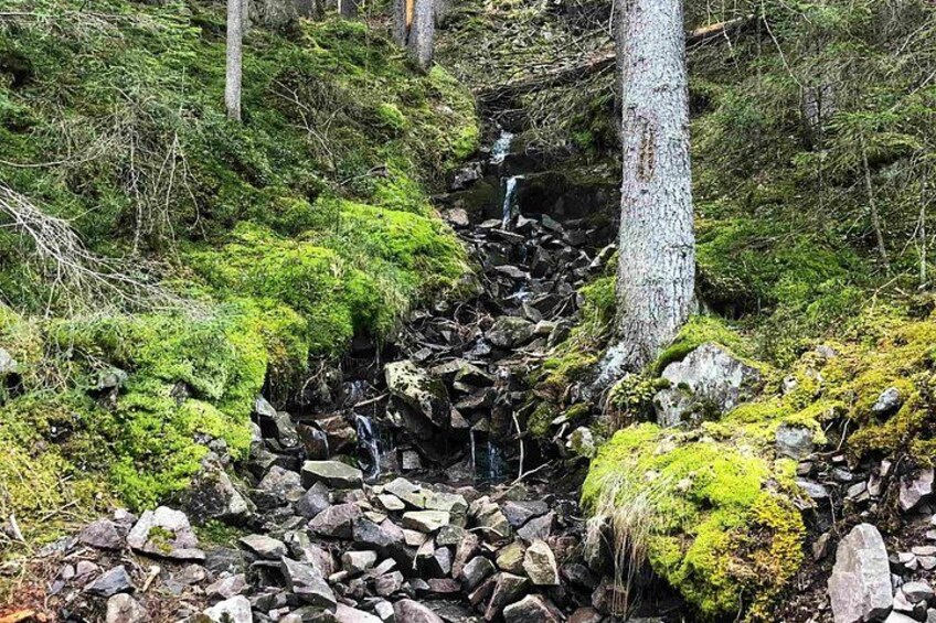 A forested area with a rocky stream bed, moss-covered rocks, and trees. 3