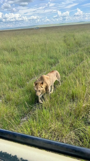 A lion walking through a grassy field with a vehicle in the background. 3
