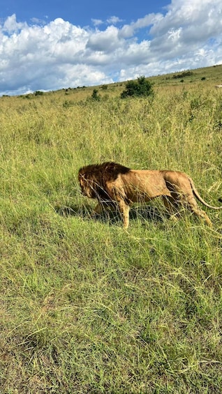A lion in a grassy savanna with a clear sky. 2