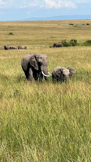 Elephants in a grassy field with mountains in the background. 5