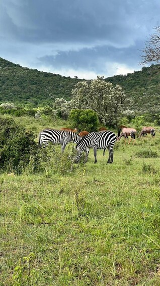Zebras grazing in a grassy field with a backdrop of a forested hill and a cloudy sky. 4