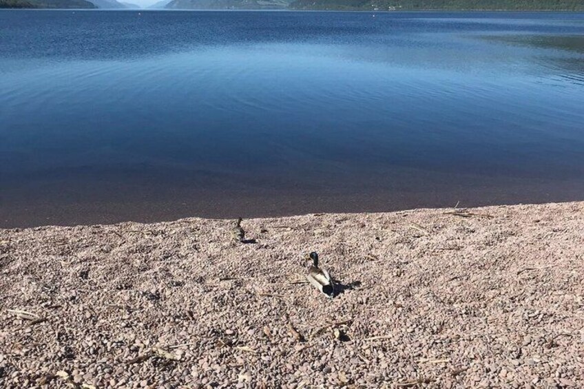 A pebbly shore with a bird on the ground and calm water in the background. 1