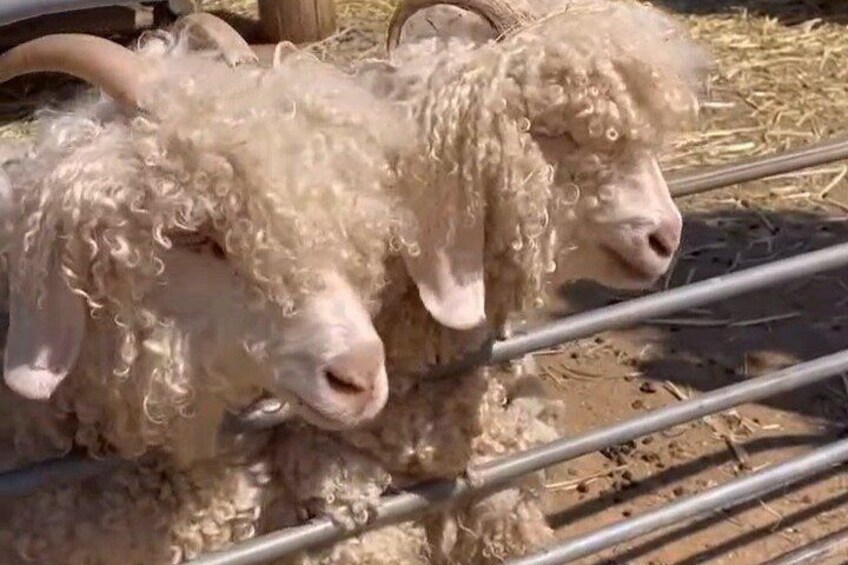 Two curly-haired sheep behind a metal fence. 5