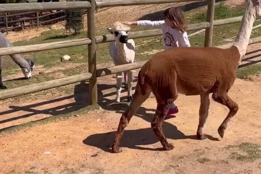 A brown goat in a fenced area with a child and another goat in the background. 3
