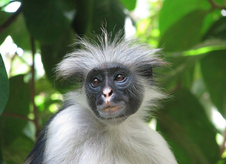 A monkey with white and grey fur, surrounded by green foliage. 5