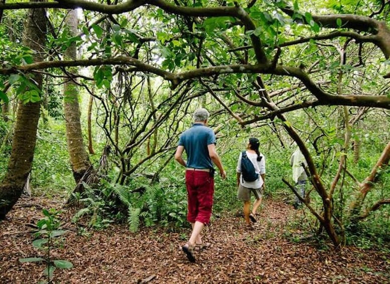 Two people walking through a dense forest with leaf-covered ground and intertwined tree branches. 4