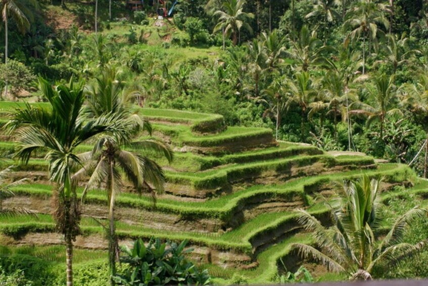 Ubud: Waterfalls, Water Temple & Rice Terraces Private Tour 5