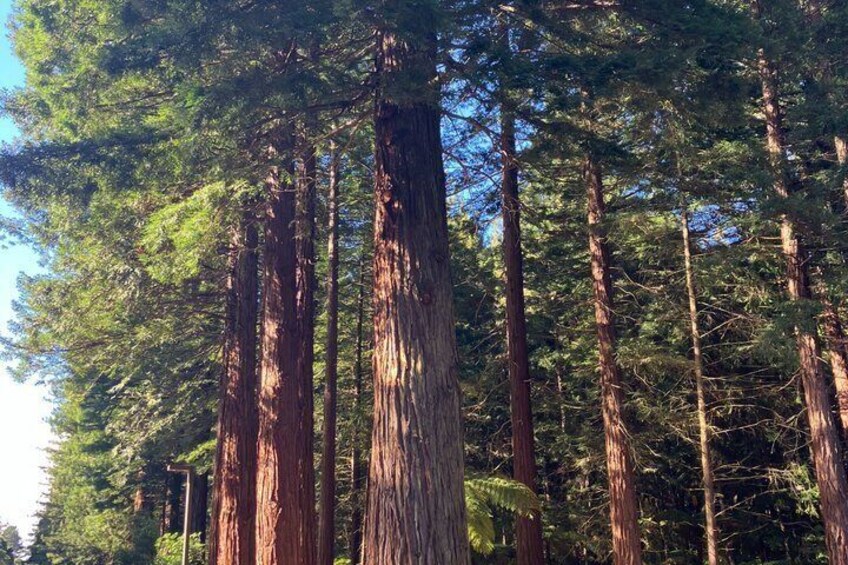 A dense forest of tall trees with a clear sky above. 3