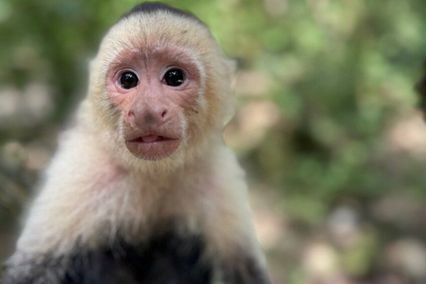 A primate with light brown fur and large eyes. 1