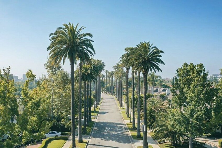 A tree-lined pathway with palm trees on both sides, leading towards a cityscape in the distance. 1