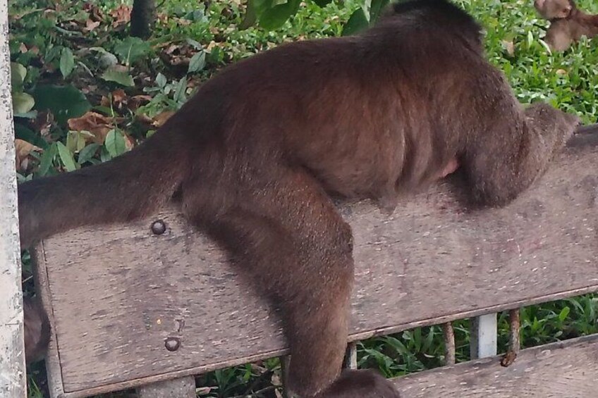 A brown animal resting on a wooden bench. 4