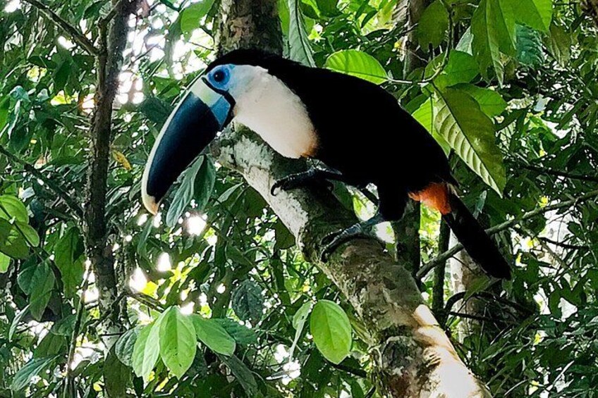A toucan perched on a tree branch in a dense forest. 3