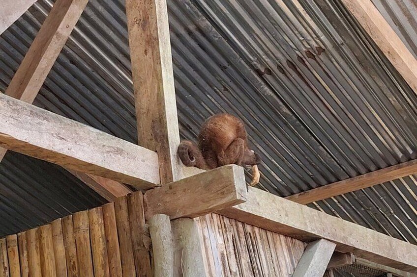 A wooden structure with a metal roof. 5