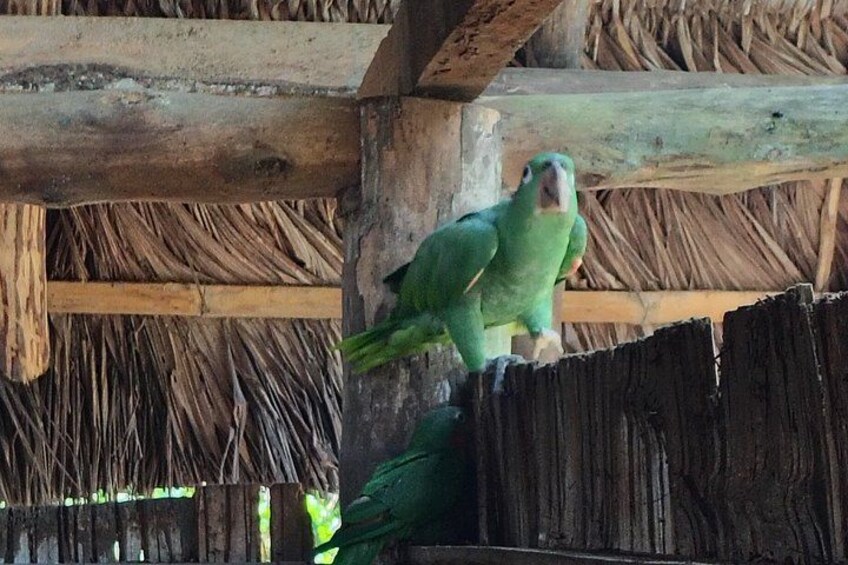 A green parrot perched on a wooden structure with a thatched roof background. 2