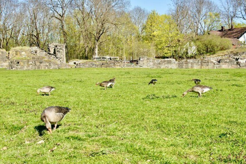 A grassy field with several birds, a stone wall, and trees in the background. 5