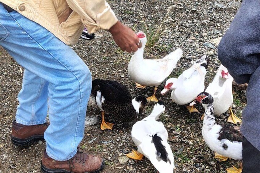 A person feeding geese in a gravel area. 2