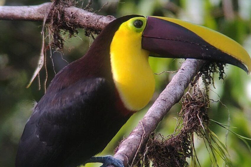 A toucan perched on a branch. 1