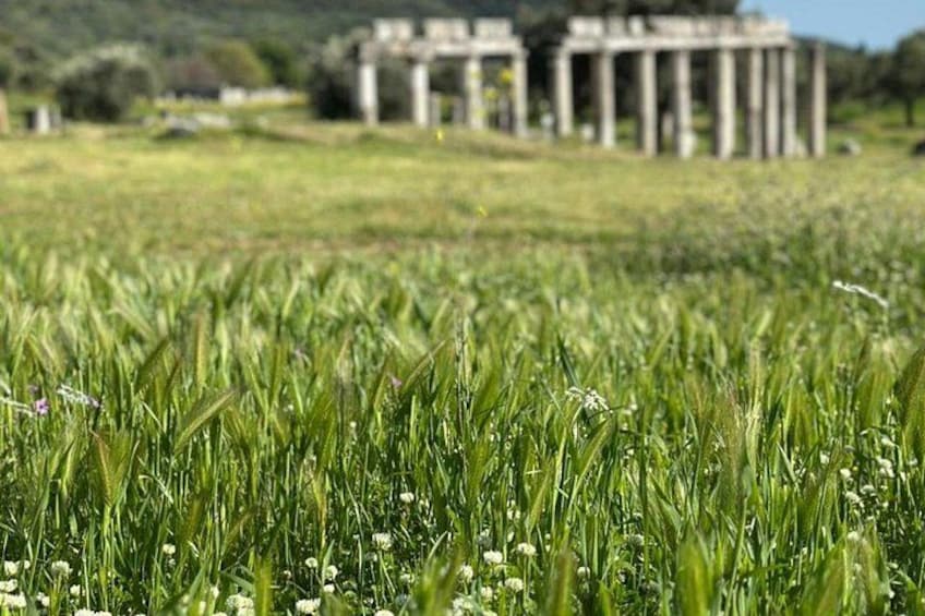 A field of green crops with a classical building in the background. 3