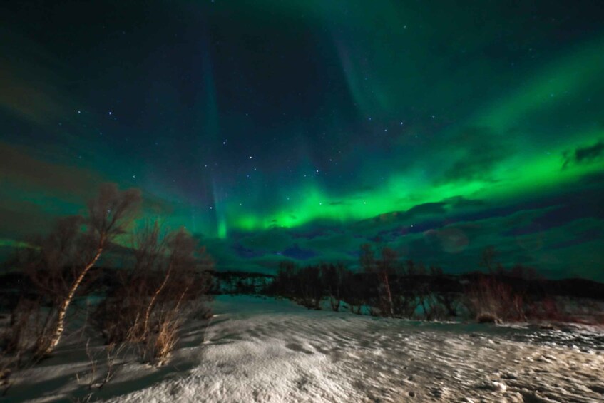 A snowy landscape with trees and a view of the northern lights. 4