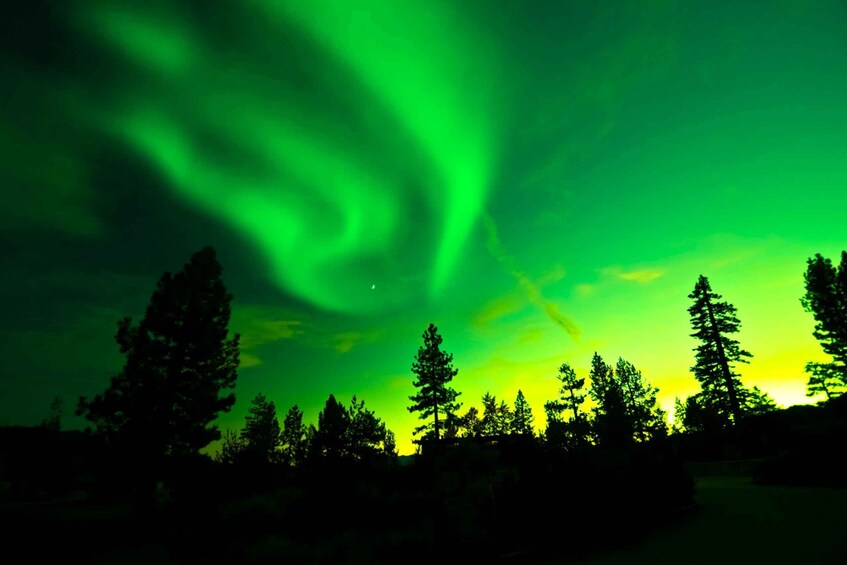 The Northern Lights over a forested landscape. 1