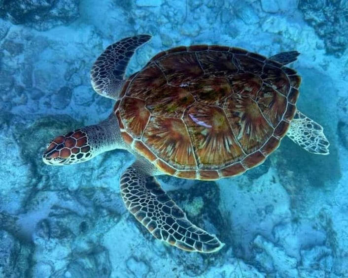 A sea turtle swimming underwater. 1
