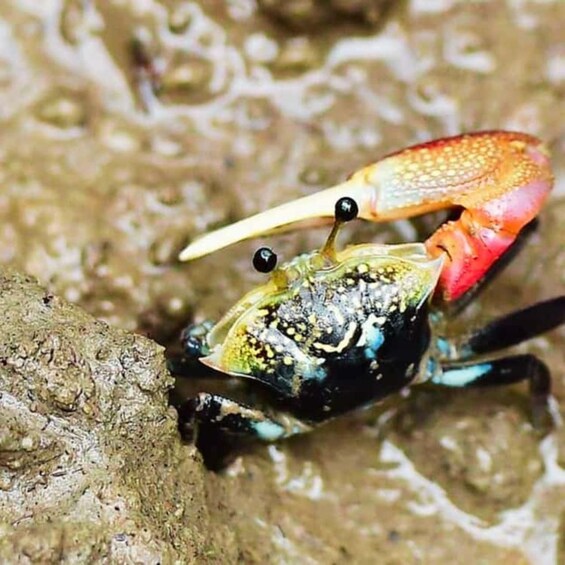 A crab with a large, colorful claw holding a small object. 2