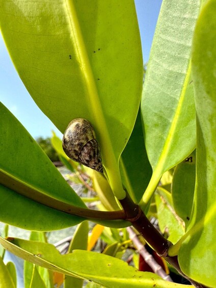 A snail on a green plant. 4