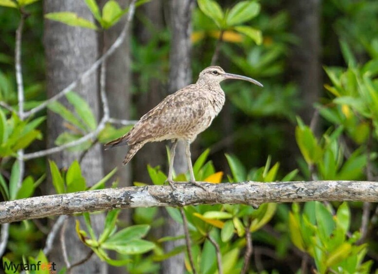 A bird perched on a branch with green foliage in the background. 3