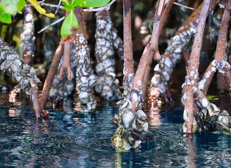 A group of trees with roots submerged in water. 5