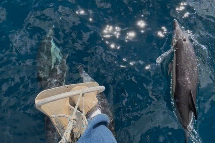 A boat with a person in blue clothing, a dolphin, and a clear blue sea. 5