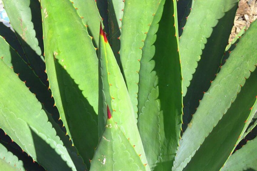 A close-up of a cactus plant with green spines and red tips. 1