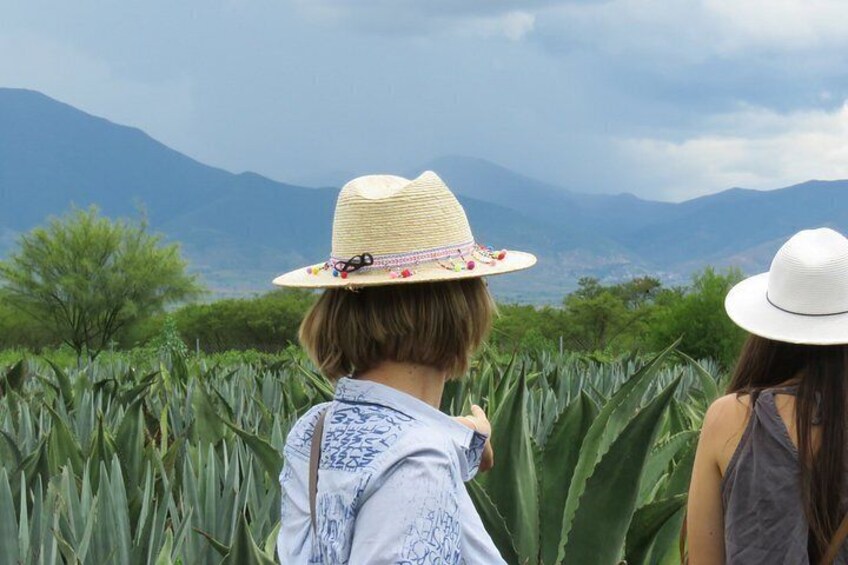 Mezcal Distilleries : Local Producers Palenque and Tasting 3