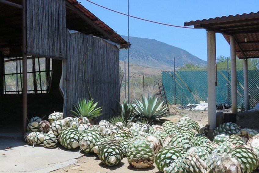 A collection of pineapples in front of a rustic building with a mountainous backdrop. 5