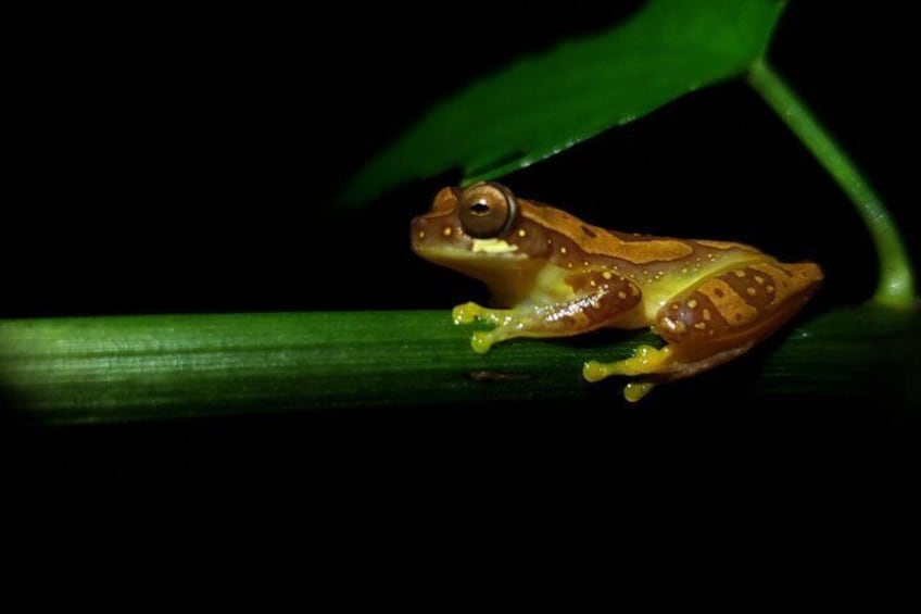 A frog on a green leaf. 3