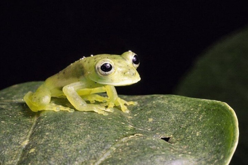 A frog on a green leaf. 5