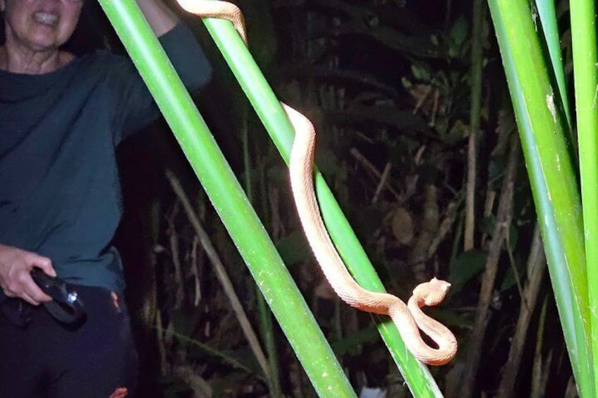 A person holding a camera, a snake on a plant, and dense foliage in the background. 2