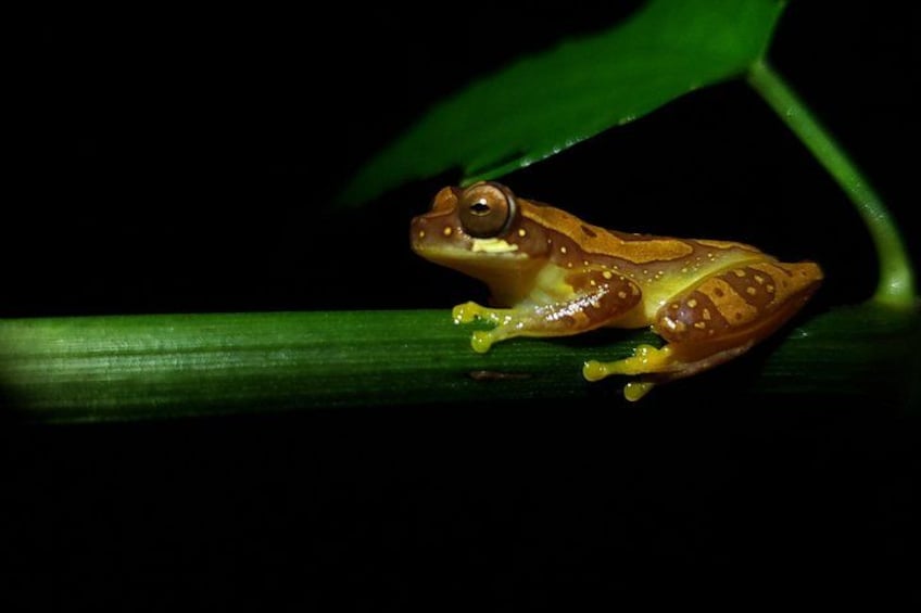 A frog on a green leaf. 2