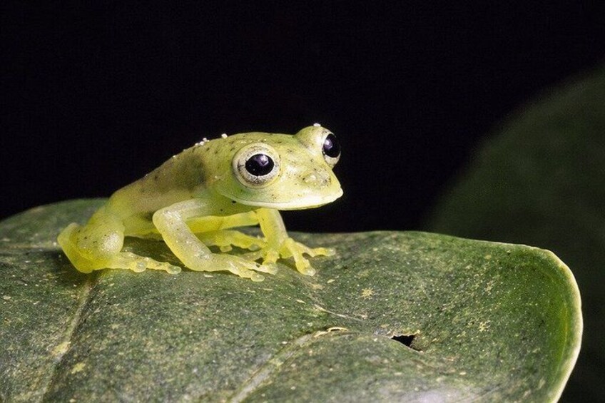 A frog on a leaf. 4