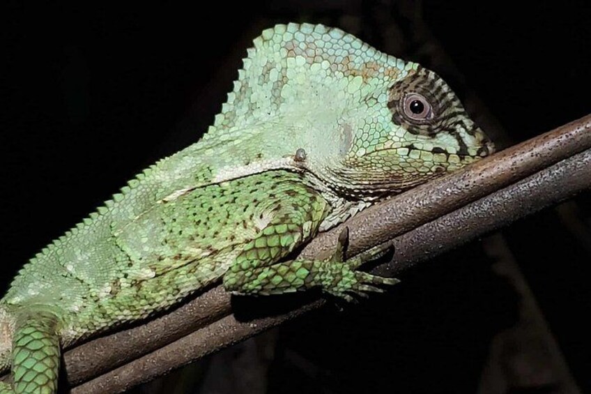 A green lizard on a branch. 5