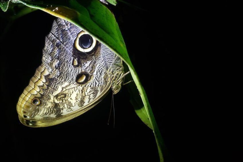A butterfly with intricate patterns on its wings, resting on a green leaf. 4