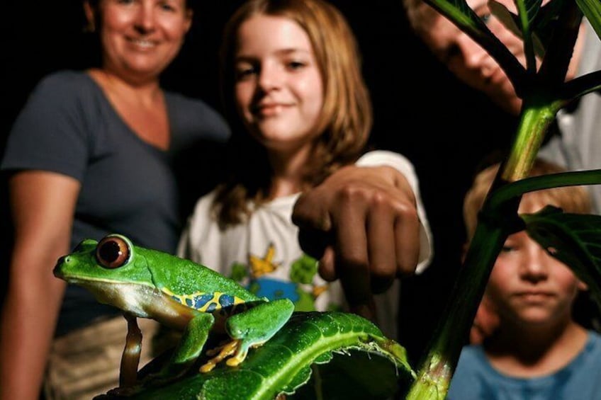 A green frog on a plant with a family in the background. 1