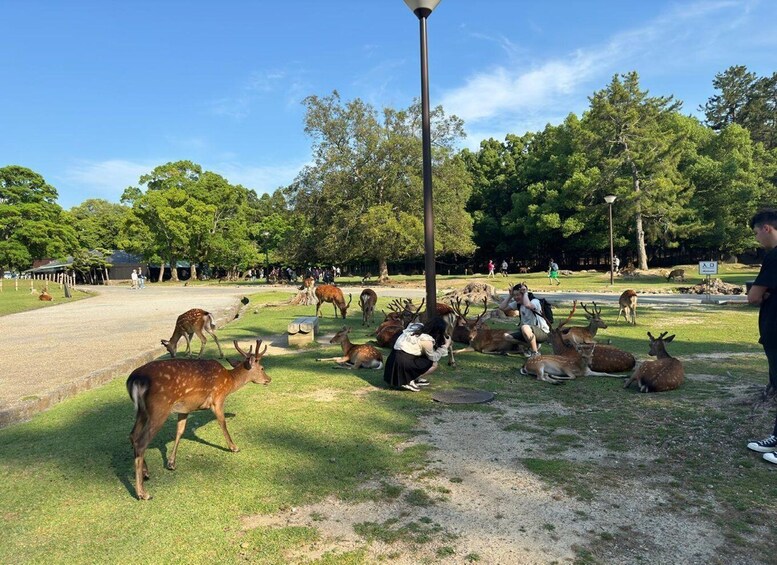 A park with deer, people observing, and a lamppost. 3