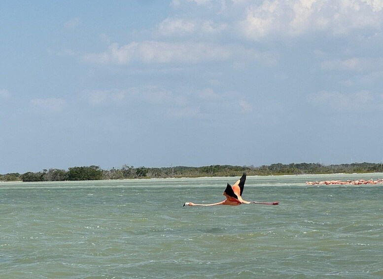 A person surfing in the ocean with a distant shoreline and trees. 4