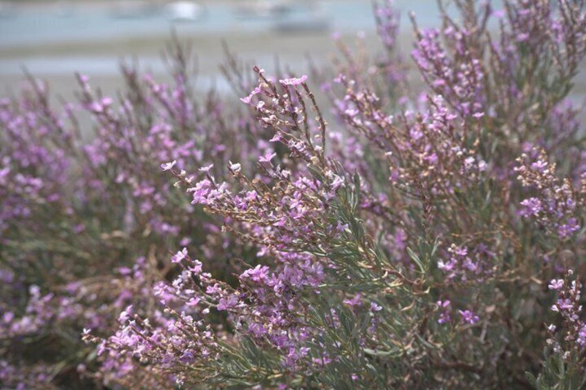 A dense thicket of heather with purple flowers. 5