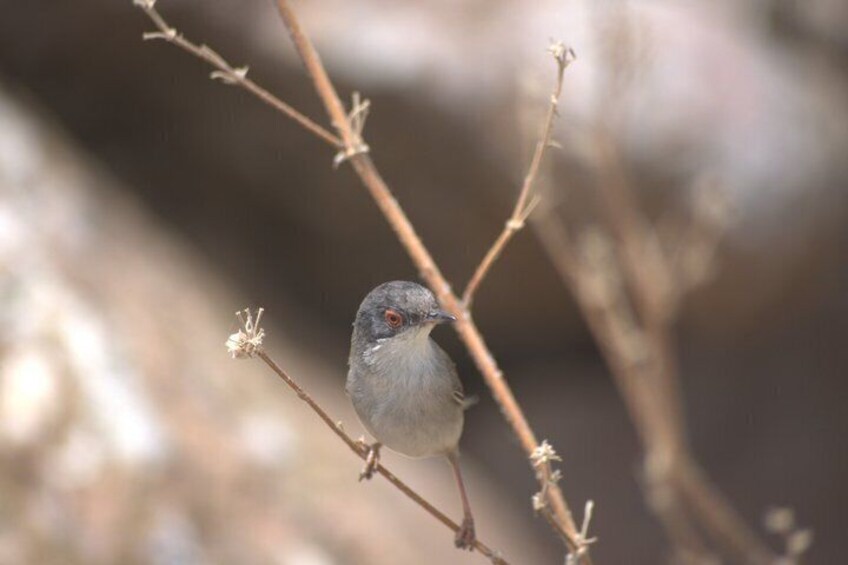 A bird perched on a branch with a blurred background. 4