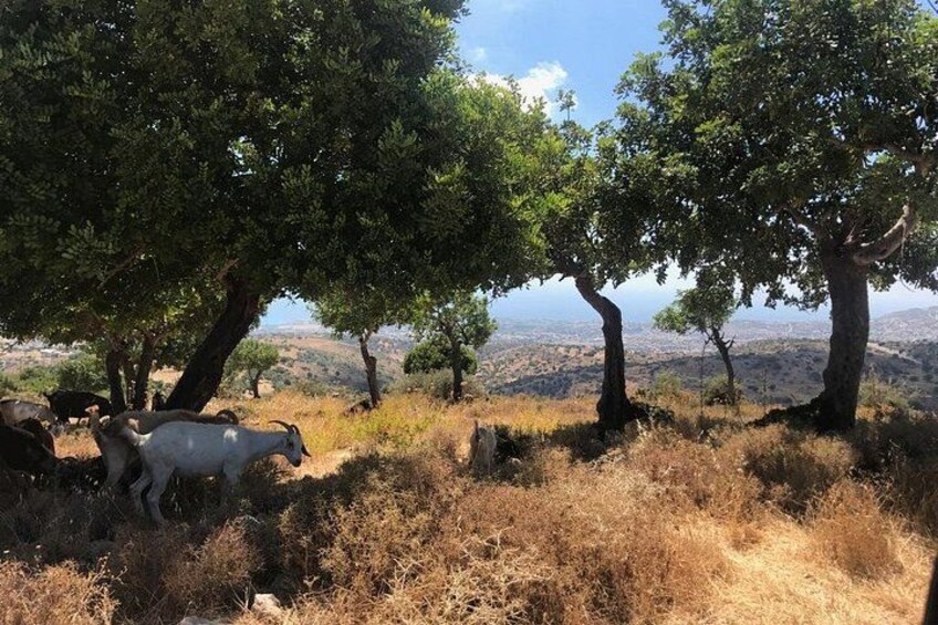 A landscape with trees, goats, and a distant view of hills. 5