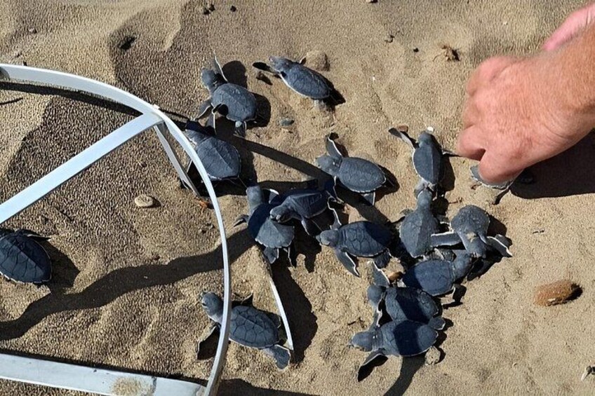 A group of turtles on a sandy beach with a metal structure. 2